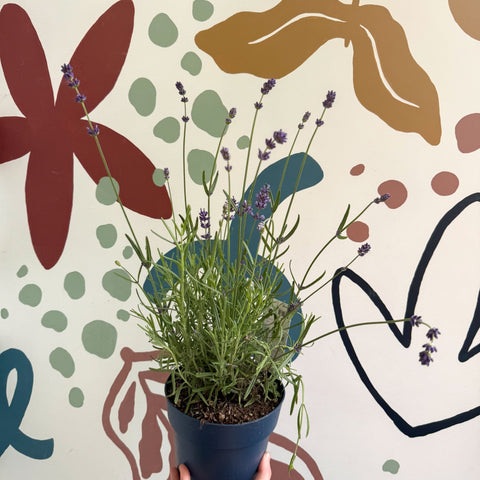 Lavandula angustifolia 'Felice' - English Lavender - Sprouts of Bristol