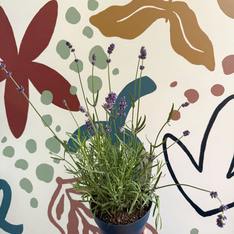 Lavandula angustifolia 'Felice' - English Lavender - Sprouts of Bristol