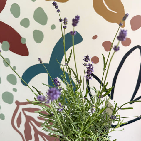 Lavandula angustifolia 'Felice' - English Lavender - Sprouts of Bristol