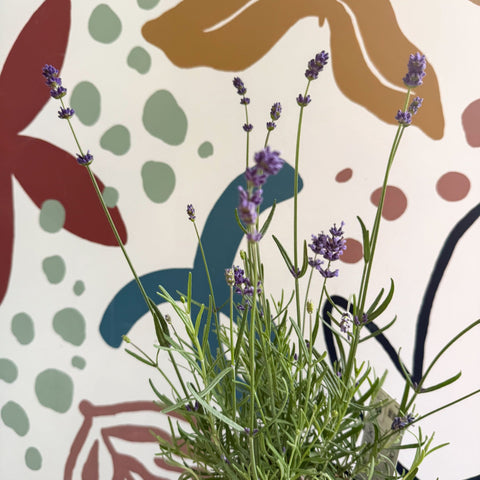 Lavandula angustifolia 'Felice' - English Lavender - Sprouts of Bristol