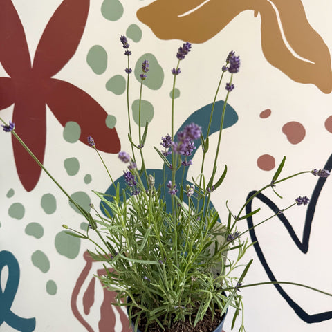 Lavandula angustifolia 'Felice' - English Lavender - Sprouts of Bristol