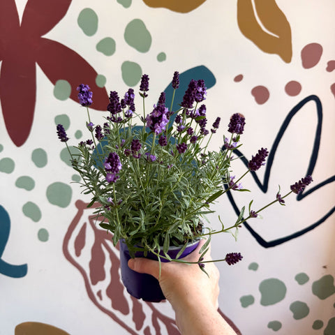Lavandula angustifolia 'Valence Deep Violet' - English Lavender - Sprouts of Bristol