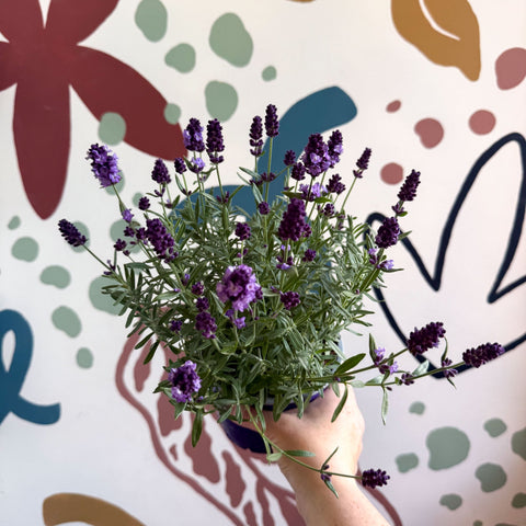 Lavandula angustifolia 'Valence Deep Violet' - English Lavender - Sprouts of Bristol