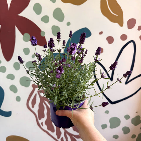 Lavandula angustifolia 'Valence Deep Violet' - English Lavender - Sprouts of Bristol