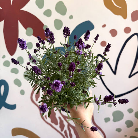Lavandula angustifolia 'Valence Deep Violet' - English Lavender - Sprouts of Bristol