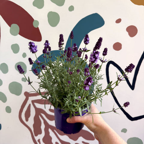 Lavandula angustifolia 'Valence Deep Violet' - English Lavender - Sprouts of Bristol