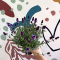 Lavandula angustifolia 'Valence Deep Violet' - English Lavender - Sprouts of Bristol