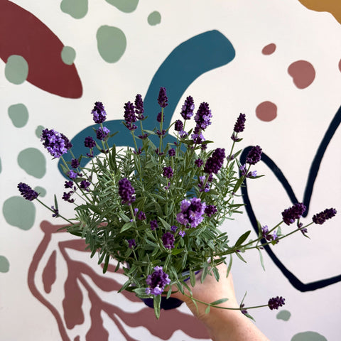 Lavandula angustifolia 'Valence Deep Violet' - English Lavender - Sprouts of Bristol