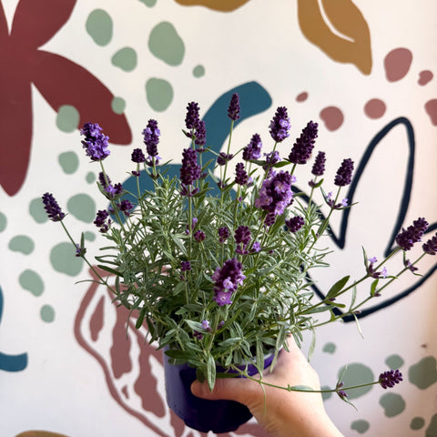 Lavandula angustifolia 'Valence Deep Violet' - English Lavender - Sprouts of Bristol