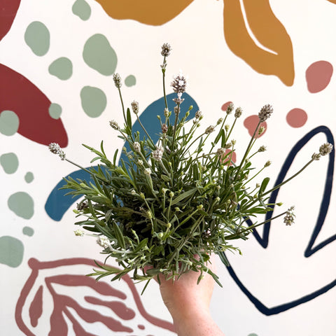 Lavandula angustifolia ‘Vincenza White’ - White English Lavender - Sprouts of Bristol