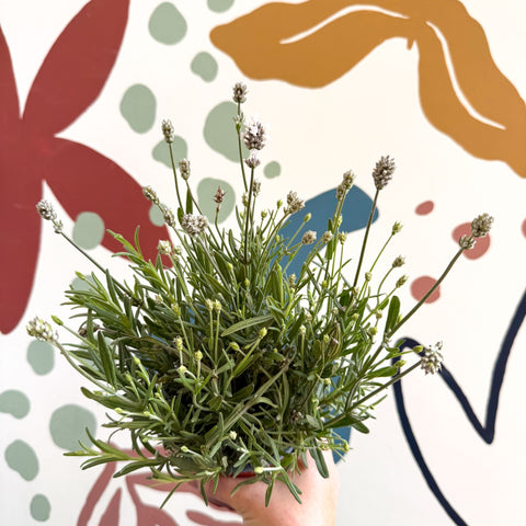 Lavandula angustifolia ‘Vincenza White’ - White English Lavender - Sprouts of Bristol