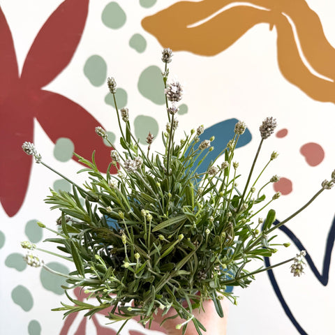 Lavandula angustifolia ‘Vincenza White’ - White English Lavender - Sprouts of Bristol