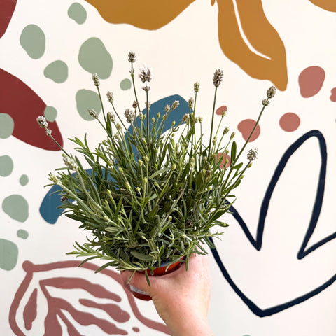 Lavandula angustifolia ‘Vincenza White’ - White English Lavender - Sprouts of Bristol