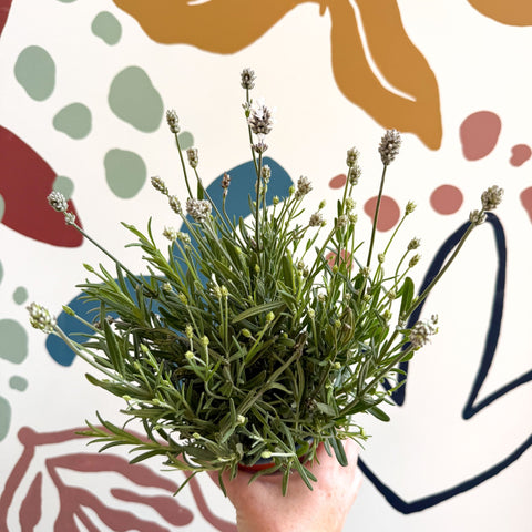 Lavandula angustifolia ‘Vincenza White’ - White English Lavender - Sprouts of Bristol