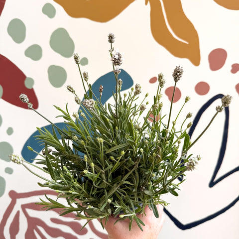 Lavandula angustifolia ‘Vincenza White’ - White English Lavender - Sprouts of Bristol