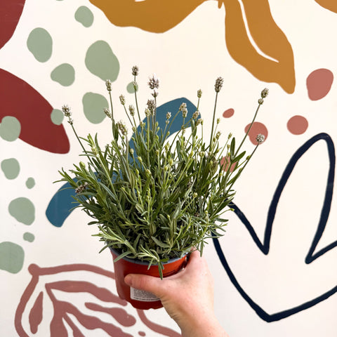 Lavandula angustifolia ‘Vincenza White’ - White English Lavender - Sprouts of Bristol