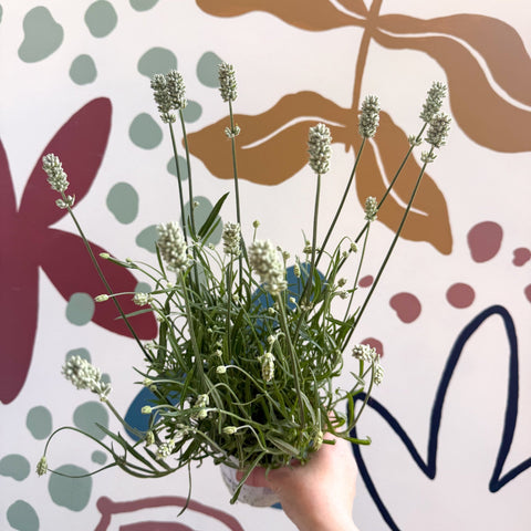 Lavandula × intermedia 'Edelweiss' - White English Lavender - Sprouts of Bristol