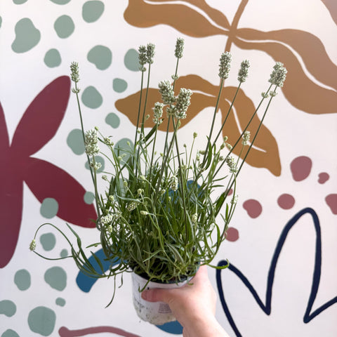 Lavandula × intermedia 'Edelweiss' - White English Lavender - Sprouts of Bristol