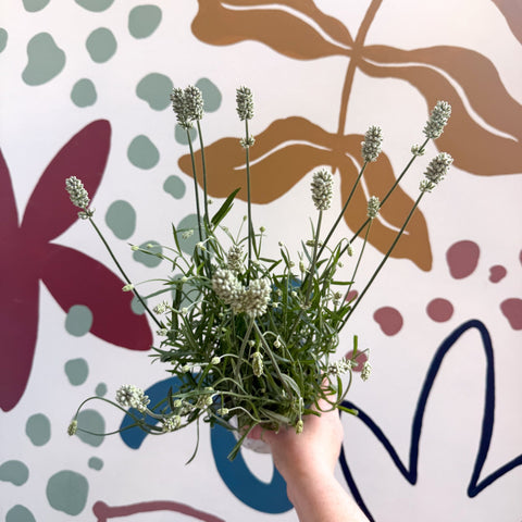 Lavandula × intermedia 'Edelweiss' - White English Lavender - Sprouts of Bristol