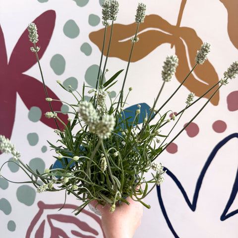 Lavandula × intermedia 'Edelweiss' - White English Lavender - Sprouts of Bristol