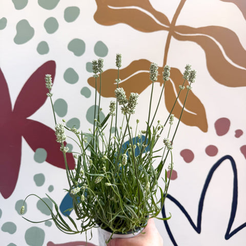 Lavandula × intermedia 'Edelweiss' - White English Lavender - Sprouts of Bristol