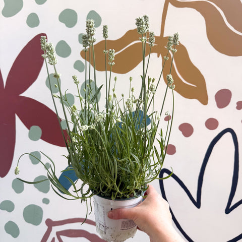 Lavandula × intermedia 'Edelweiss' - White English Lavender - Sprouts of Bristol