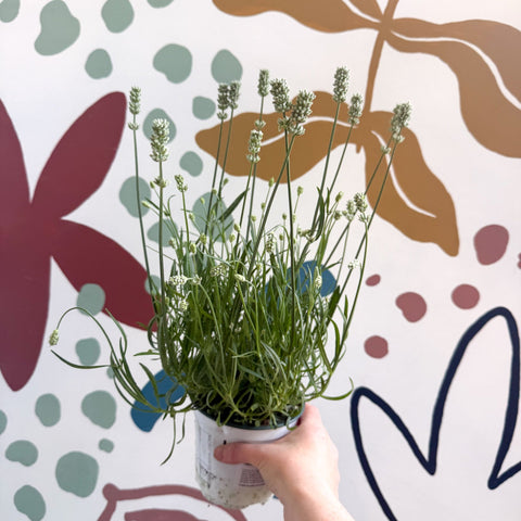 Lavandula × intermedia 'Edelweiss' - White English Lavender - Sprouts of Bristol