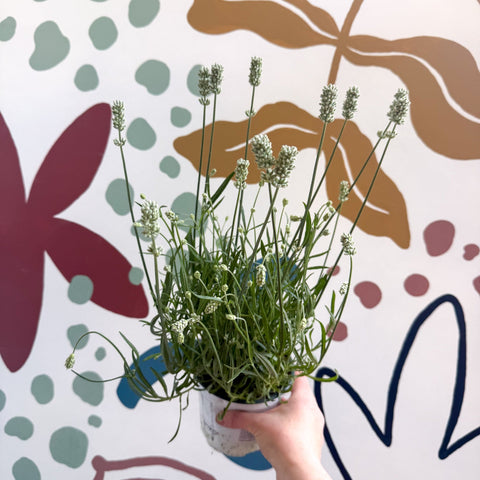 Lavandula × intermedia 'Edelweiss' - White English Lavender - Sprouts of Bristol