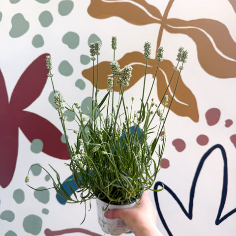 Lavandula × intermedia 'Edelweiss' - White English Lavender - Sprouts of Bristol