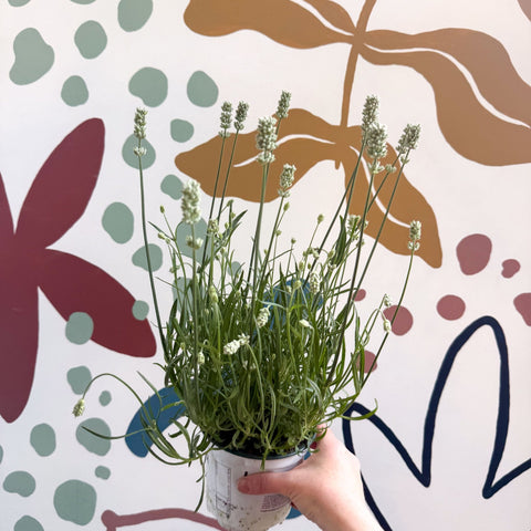 Lavandula × intermedia 'Edelweiss' - White English Lavender - Sprouts of Bristol