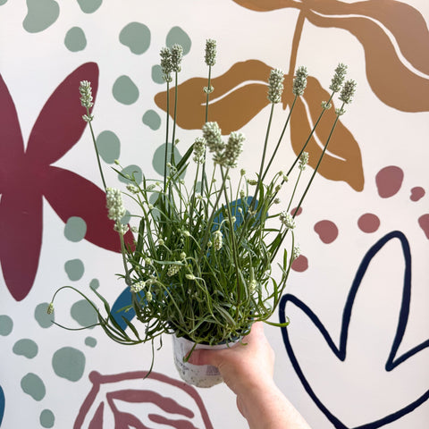 Lavandula × intermedia 'Edelweiss' - White English Lavender - Sprouts of Bristol