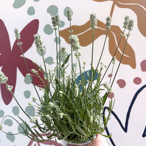 Lavandula × intermedia 'Edelweiss' - White English Lavender - Sprouts of Bristol