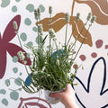Lavandula × intermedia 'Edelweiss' - White English Lavender - Sprouts of Bristol