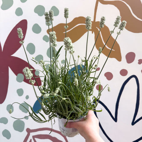 Lavandula × intermedia 'Edelweiss' - White English Lavender - Sprouts of Bristol