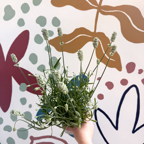 Lavandula × intermedia 'Edelweiss' - White English Lavender - Sprouts of Bristol