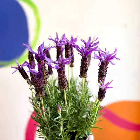 Lavandula stoechas 'Purple Flame' - French Lavender - Sprouts of Bristol