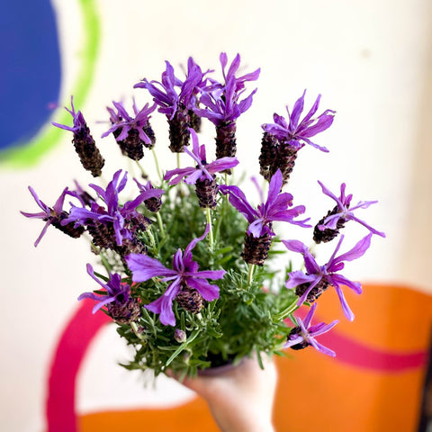 Lavandula stoechas 'Purple Flame' - French Lavender - Sprouts of Bristol