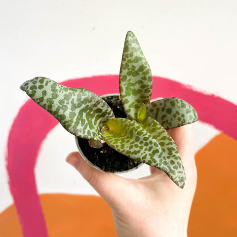 Ledebouria socialis - Silver Squill - Sprouts of Bristol