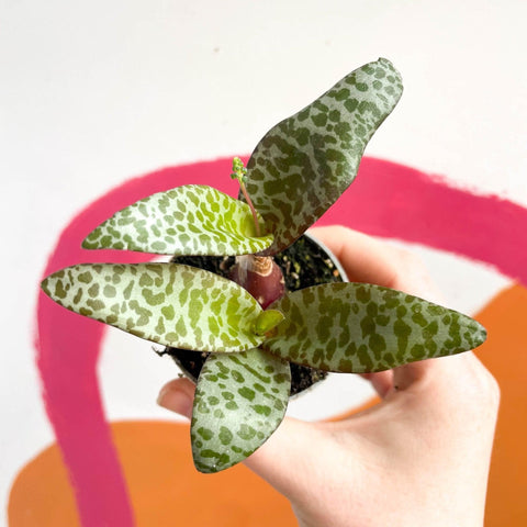 Ledebouria socialis - Silver Squill - Sprouts of Bristol