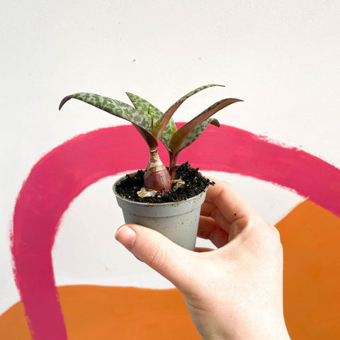 Ledebouria socialis - Silver Squill - Sprouts of Bristol