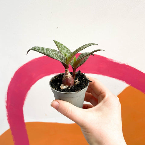 Ledebouria socialis - Silver Squill - Sprouts of Bristol