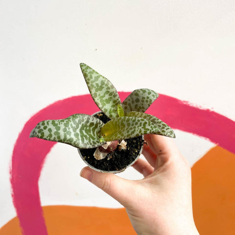 Ledebouria socialis - Silver Squill - Sprouts of Bristol