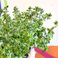 Lemon Thyme - Thymus citriodorus 'Silver Queen' - British Grown Culinary Herbs - Sprouts of Bristol