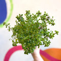 Lemon Thyme - Thymus citriodorus 'Silver Queen' - British Grown Culinary Herbs - Sprouts of Bristol