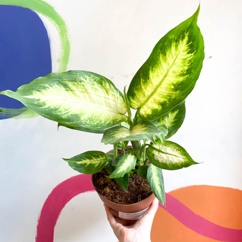 dieffenbachia camilla cats Dieffenbachia 'Camilla'