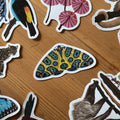 Leopard Moth Amazon Wildlife Vinyl Sticker [Beneath the Canopy RHS Collab] - Sprouts of Bristol
