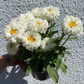 Leucanthemum ‘Macaroon’ - Shasta Daisy - British Grown - Sprouts of Bristol