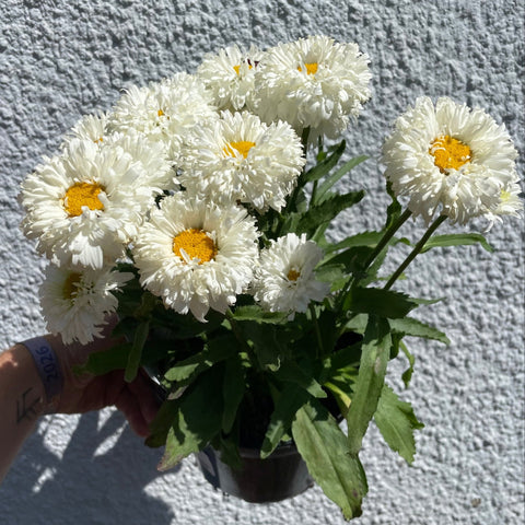 Leucanthemum ‘Macaroon’ - Shasta Daisy - British Grown - Sprouts of Bristol