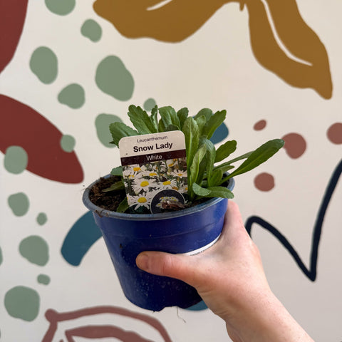 Leucanthemum × superbum ‘Snow Lady’ - Shasta Daisy - British Grown - Sprouts of Bristol