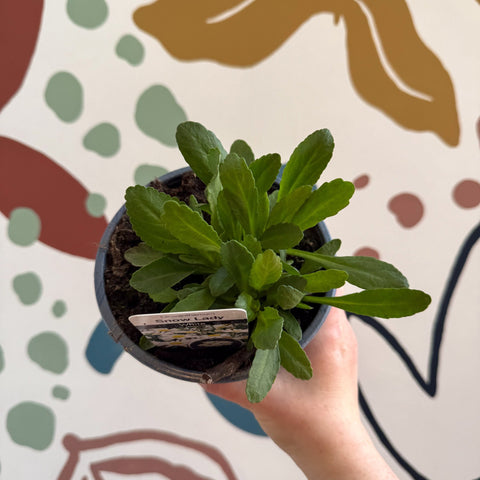 Leucanthemum × superbum ‘Snow Lady’ - Shasta Daisy - British Grown - Sprouts of Bristol